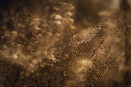 Image walfordwebforums.co.uk 2448 1746236261317